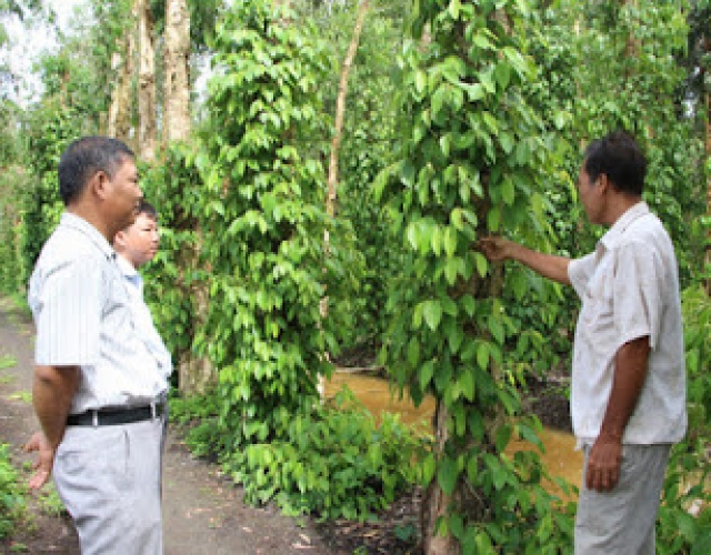 Mô hình trồng tiêu trên đất phèn